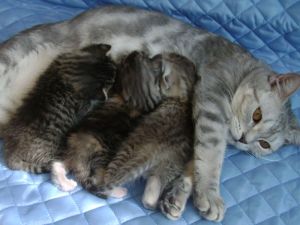 ����������� ������